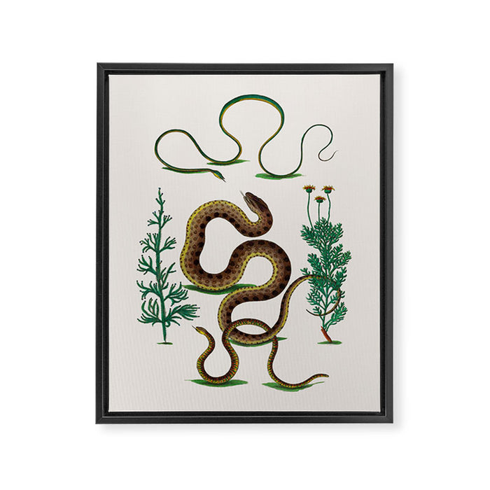 Albertus Seba Three Snakes Illustration Locupletissimi rerum naturalium thesauri accurata descriptio Framed Canvas Print Gallery Image 1