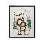 Albertus Seba Three Snakes Illustration Locupletissimi rerum naturalium thesauri accurata descriptio Framed Canvas Print Gallery Image 6