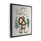 Albertus Seba Three Snakes Illustration Locupletissimi rerum naturalium thesauri accurata descriptio Framed Canvas Print Gallery Image 2