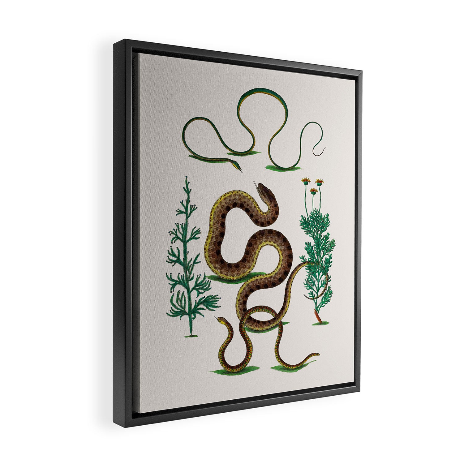 Albertus Seba Three Snakes Illustration Locupletissimi rerum naturalium thesauri accurata descriptio Framed Canvas Print Gallery Image 2
