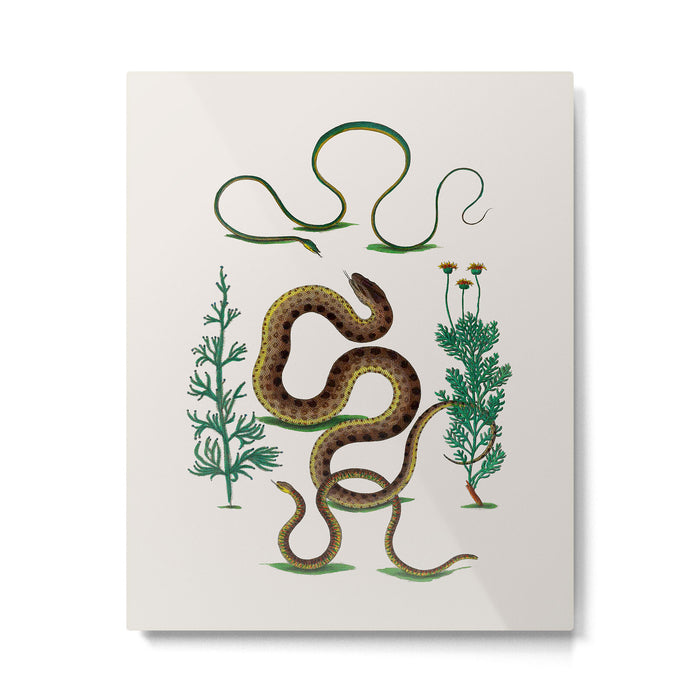 Albertus Seba Three Snakes Illustration Locupletissimi rerum naturalium thesauri accurata descriptio Metal Print Gallery Image 1