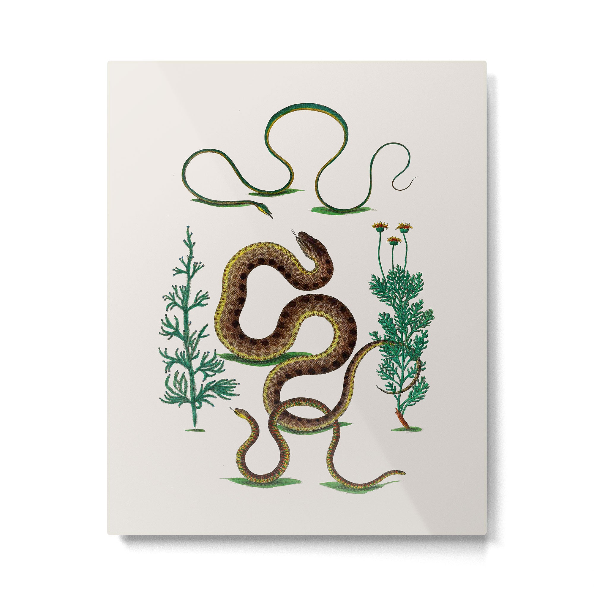 Albertus Seba Three Snakes Illustration Locupletissimi rerum naturalium thesauri accurata descriptio Metal Print Gallery Image 4