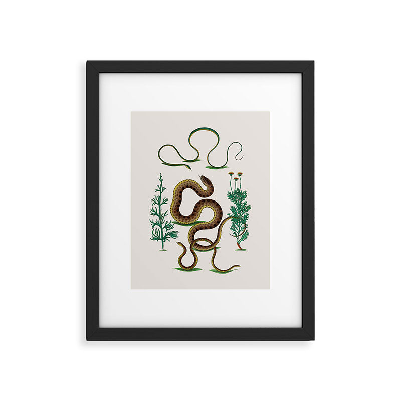 Albertus Seba Three Snakes Illustration Locupletissimi rerum naturalium thesauri accurata descriptio Framed Art Print Gallery Image 5