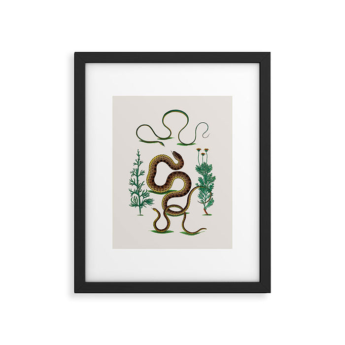 Albertus Seba Three Snakes Illustration Locupletissimi rerum naturalium thesauri accurata descriptio Framed Art Print Gallery Image 1