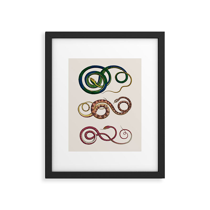 Albertus Seba Three Snakes Illustration  Framed Art Print Gallery Image 5