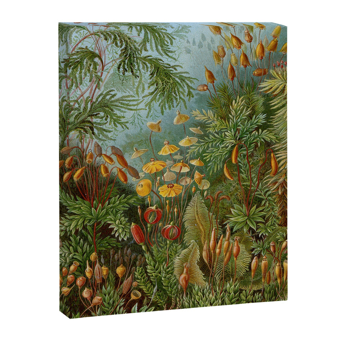 Art Forms of Nature - Ernst Haeckel - 1899-1904  Canvas Print Gallery Image 1