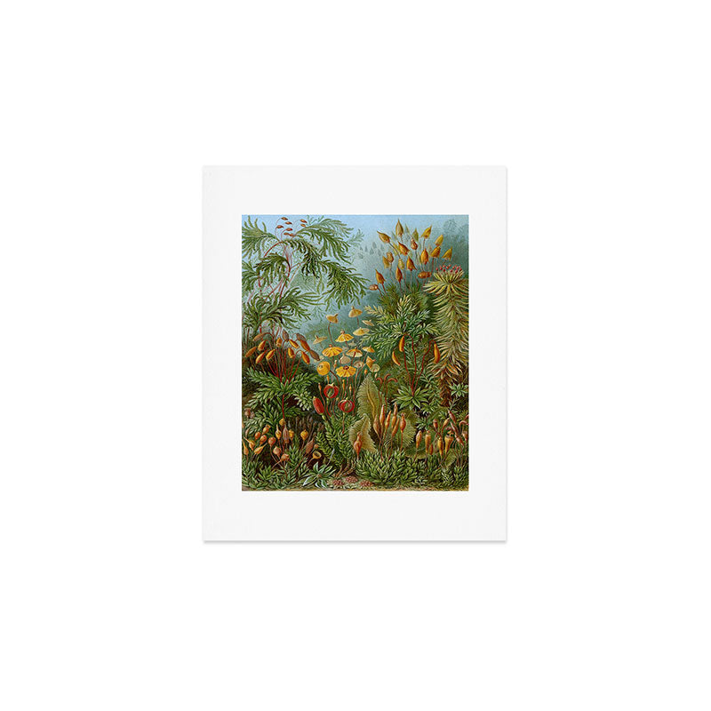 Art Forms of Nature - Ernst Haeckel - 1899-1904  Art Print Gallery Image 1