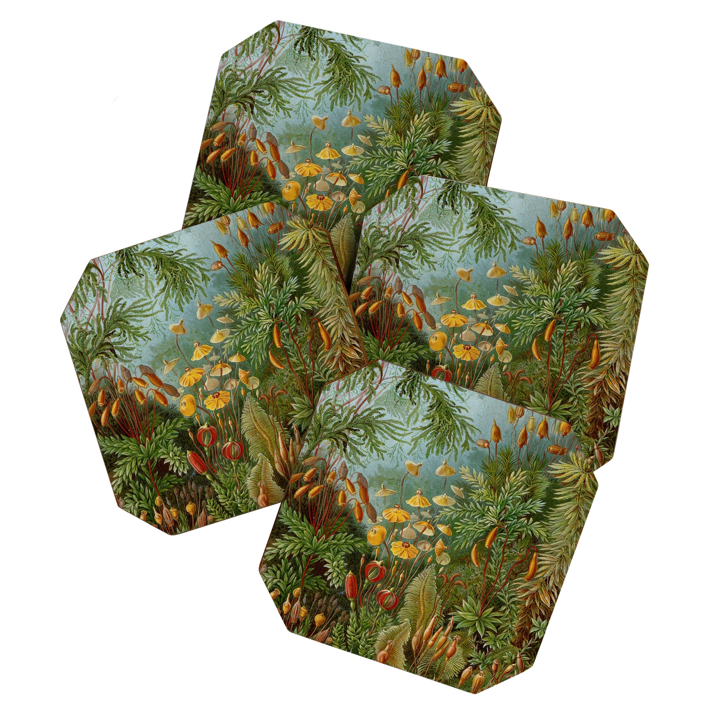 Art Forms of Nature - Ernst Haeckel - 1899-1904  Coaster Gallery Image 1