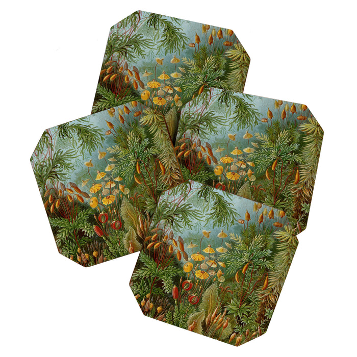Art Forms of Nature - Ernst Haeckel - 1899-1904  Coaster Gallery Image 1