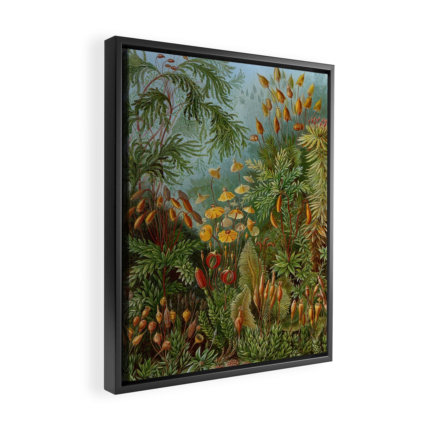 Art Forms of Nature - Ernst Haeckel - 1899-1904  Framed Canvas Print Gallery Image 2