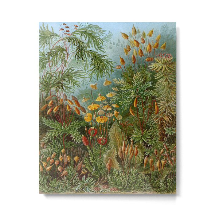Art Forms of Nature - Ernst Haeckel - 1899-1904  Metal Print Gallery Image 1