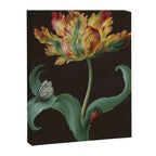 Barbara Regina Dietzsch - Tulip with butterfly and maize - before 1783 Canvas Print Gallery Image 6