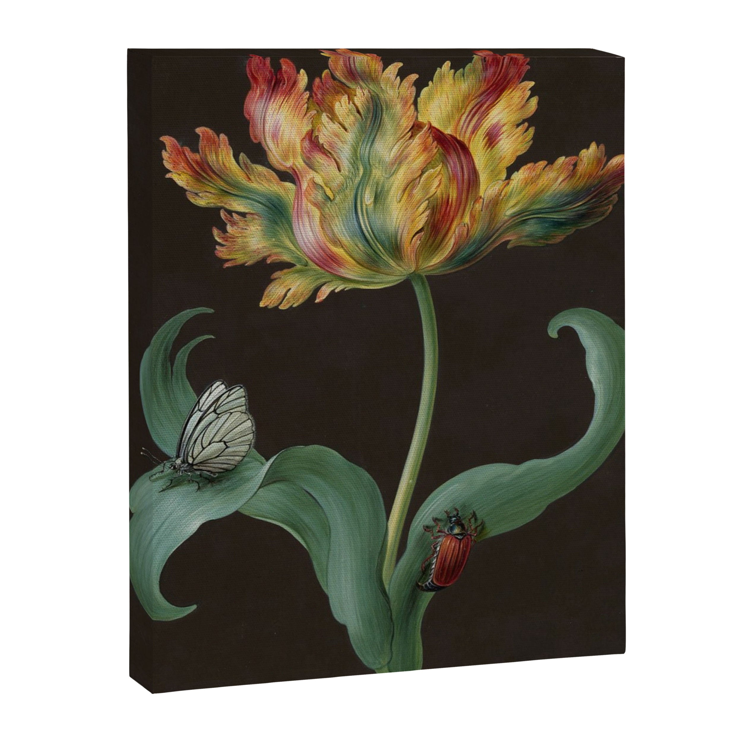 Barbara Regina Dietzsch - Tulip with butterfly and maize - before 1783 Canvas Print Gallery Image 6