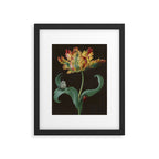 Barbara Regina Dietzsch - Tulip with butterfly and maize - before 1783 Framed Art Print Gallery Image 5