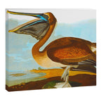 Brown Pelican Illustration Canvas Print Gallery Image 12