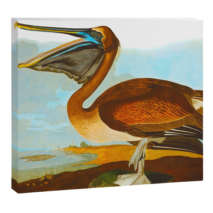 Brown Pelican Illustration Canvas Print Gallery Image 1