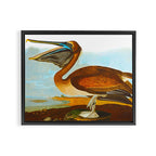 Brown Pelican Illustration Framed Canvas Print Gallery Image 2