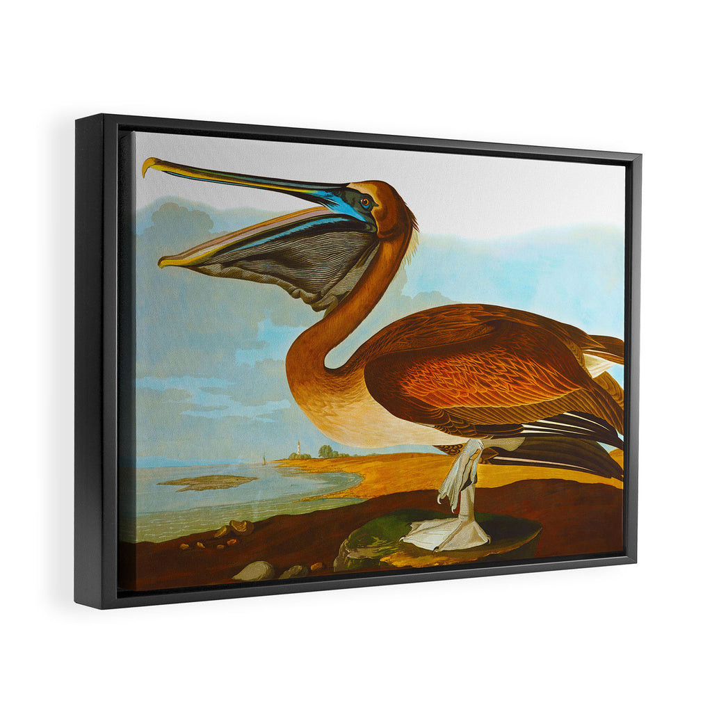 Brown Pelican Illustration Framed Canvas Print Gallery Image 6