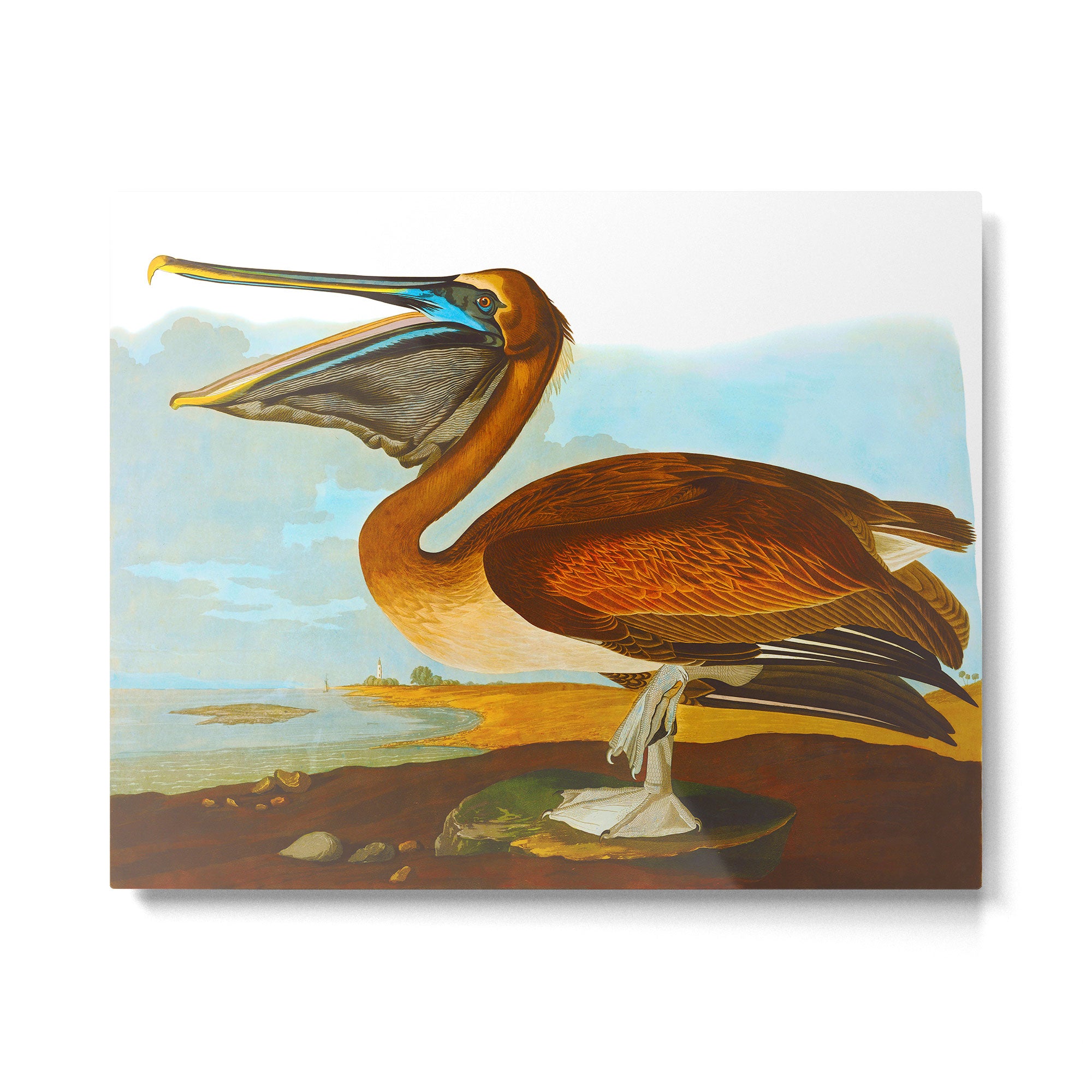 Brown Pelican Illustration Metal Print Gallery Image 4