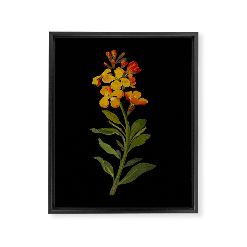 Cheiranthus Cheiri  by Mary Delany Paper Collage Floral Flower Botanical Paper Mosaic Vintage Scientific Plant Anatomy Framed Canvas Print Gallery Image 6
