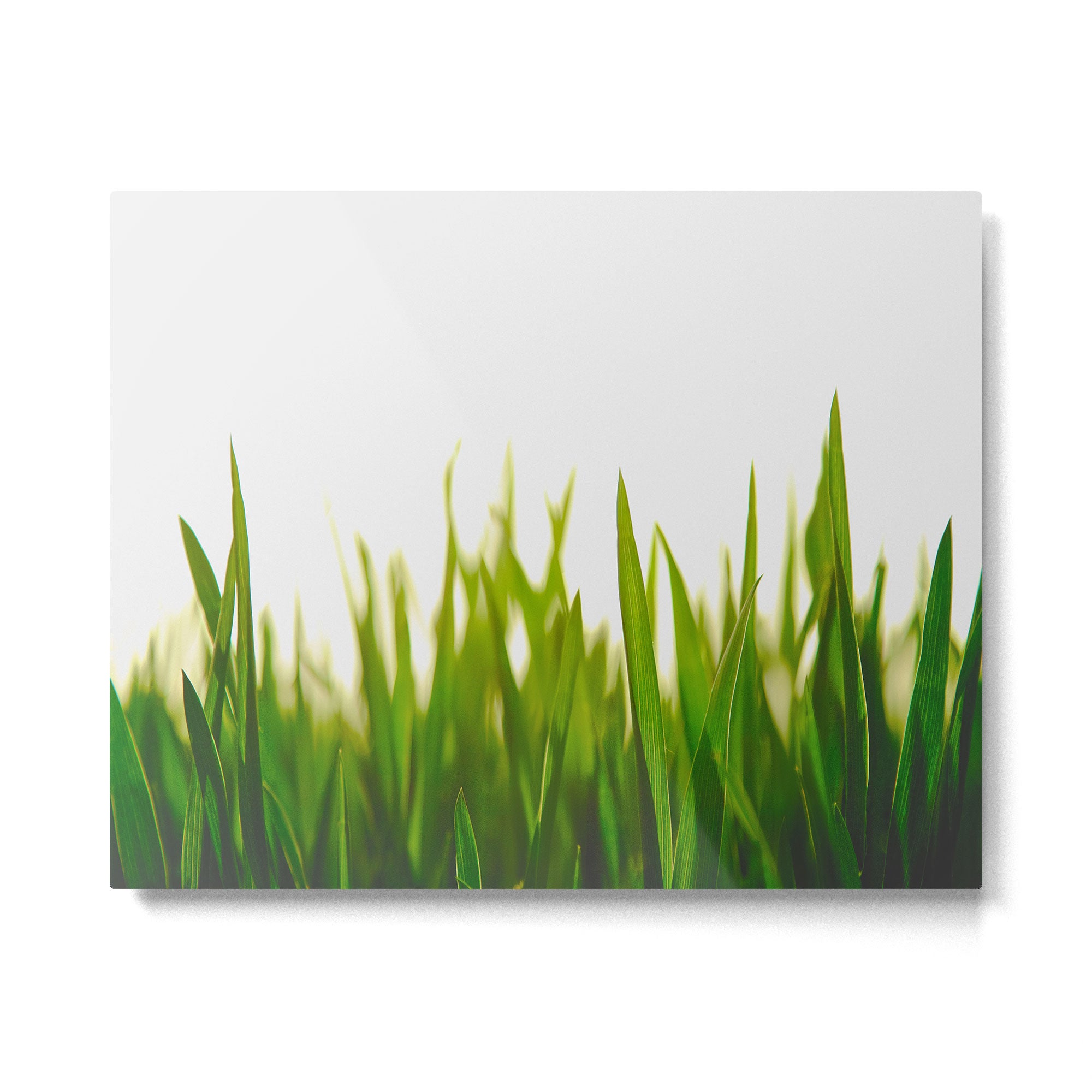 Close Up Of Green Blades Of Grass Metal Print Gallery Image 4