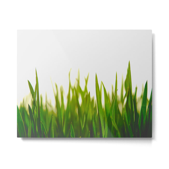 Close Up Of Green Blades Of Grass Metal Print Gallery Image 1