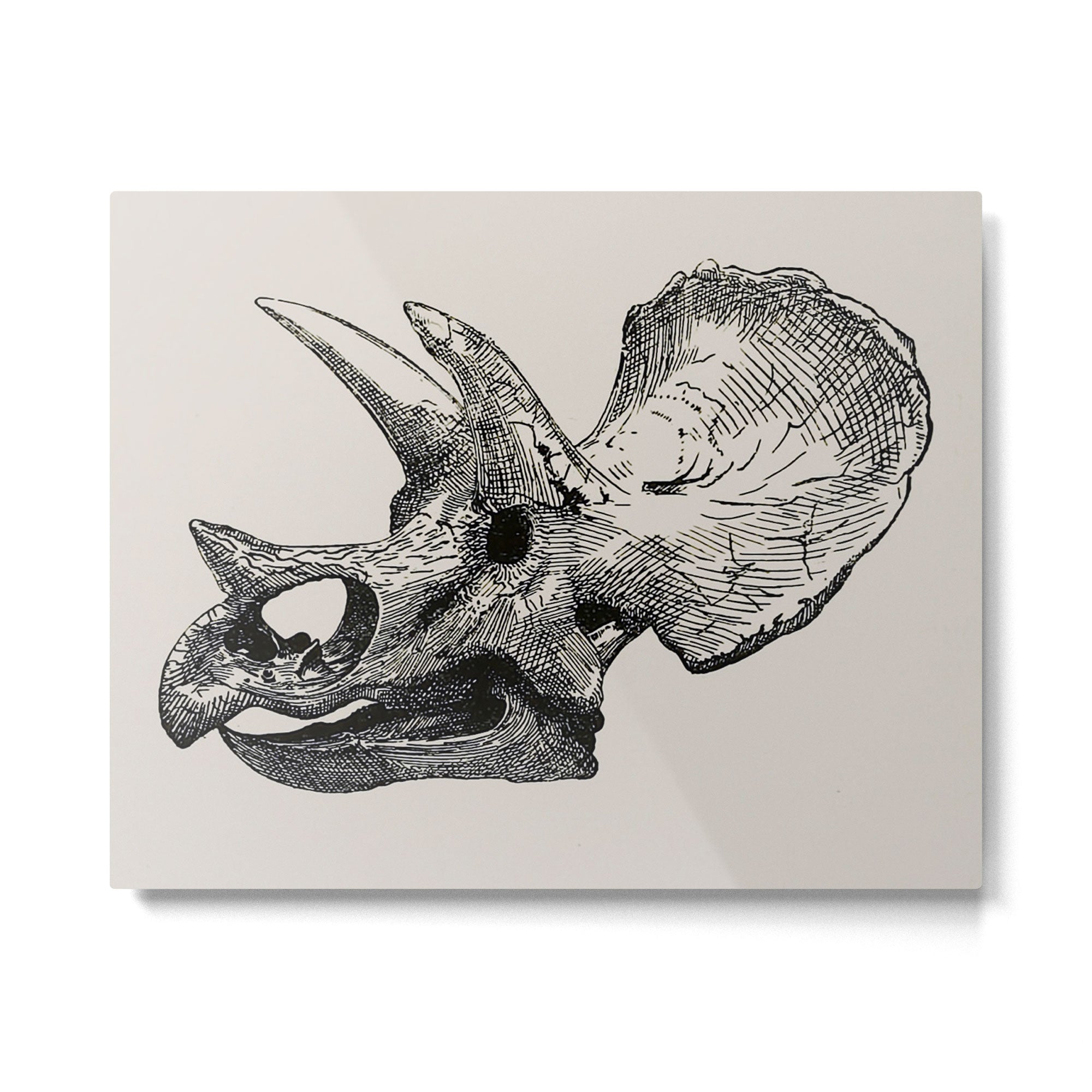 Dinosaur Skeleton Ink Pen Illustration Triceratops Metal Print Gallery Image 6