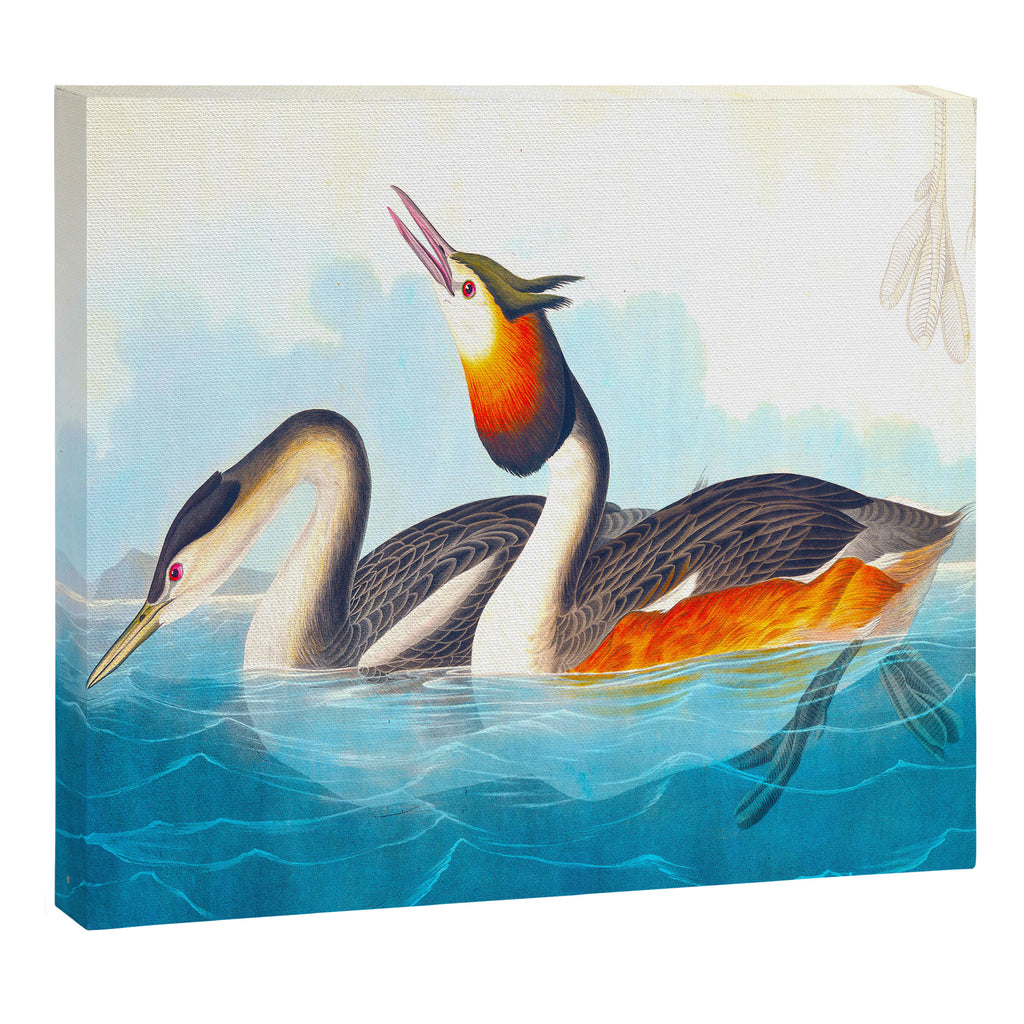 Great Crested Grebe Bird Canvas Print Gallery Image 12