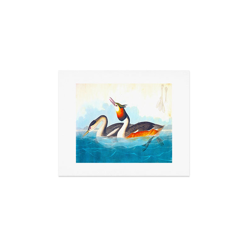 Great Crested Grebe Bird Art Print Gallery Image 1