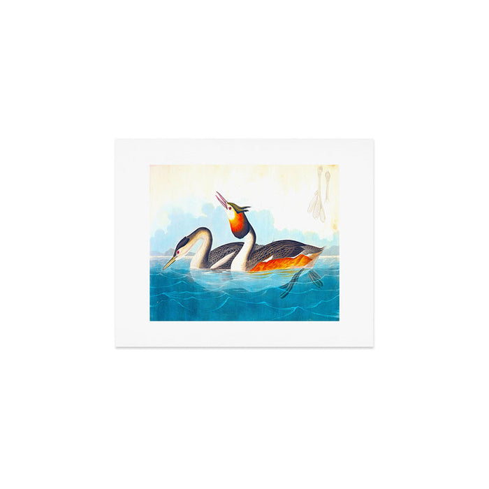 Great Crested Grebe Bird Art Print Gallery Image 1