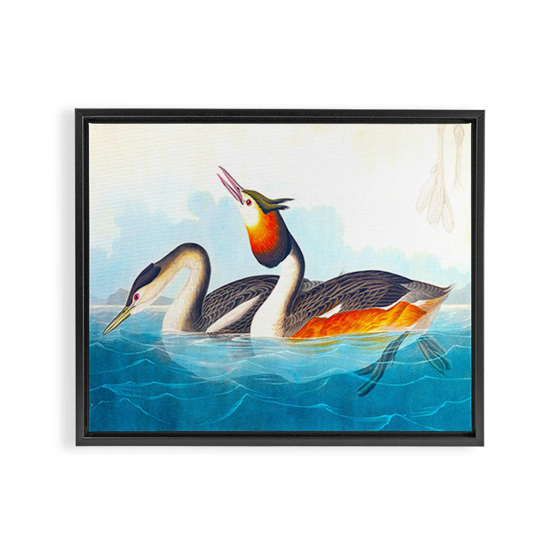 Great Crested Grebe Bird Framed Canvas Print Gallery Image 2