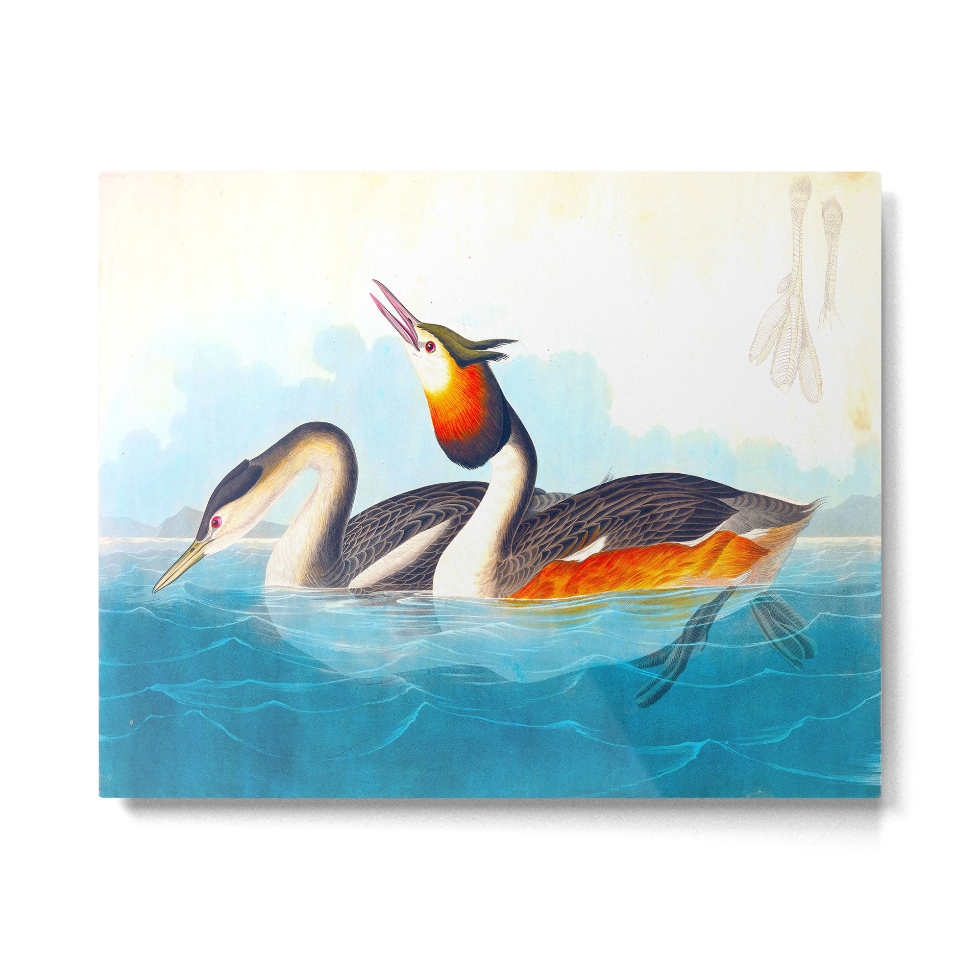 Great Crested Grebe Bird Metal Print Gallery Image 4