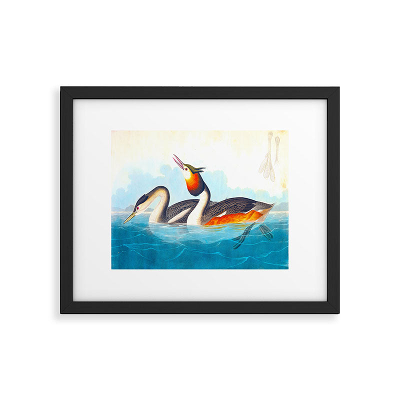 Great Crested Grebe Bird Framed Art Print Gallery Image 4
