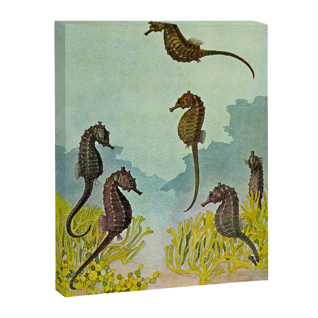 Hippocampus - Hashime Murayama - 1920 Seahorse Illustration Marine Life Canvas Print Gallery Image 6