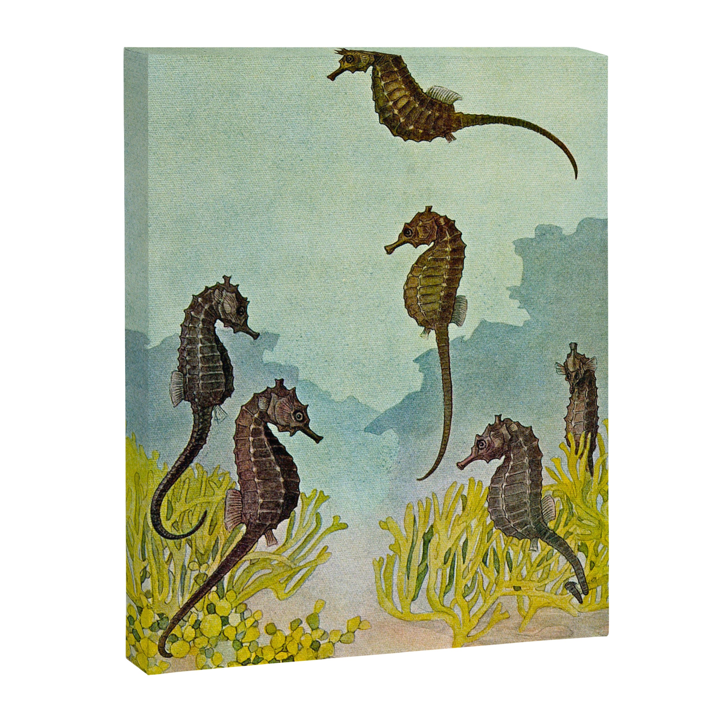 Hippocampus - Hashime Murayama - 1920 Seahorse Illustration Marine Life Canvas Print Gallery Image 6