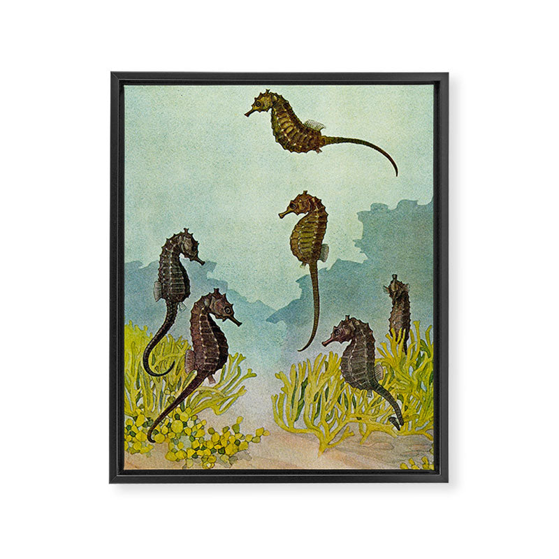 Hippocampus - Hashime Murayama - 1920 Seahorse Illustration Marine Life Framed Canvas Print Gallery Image 6