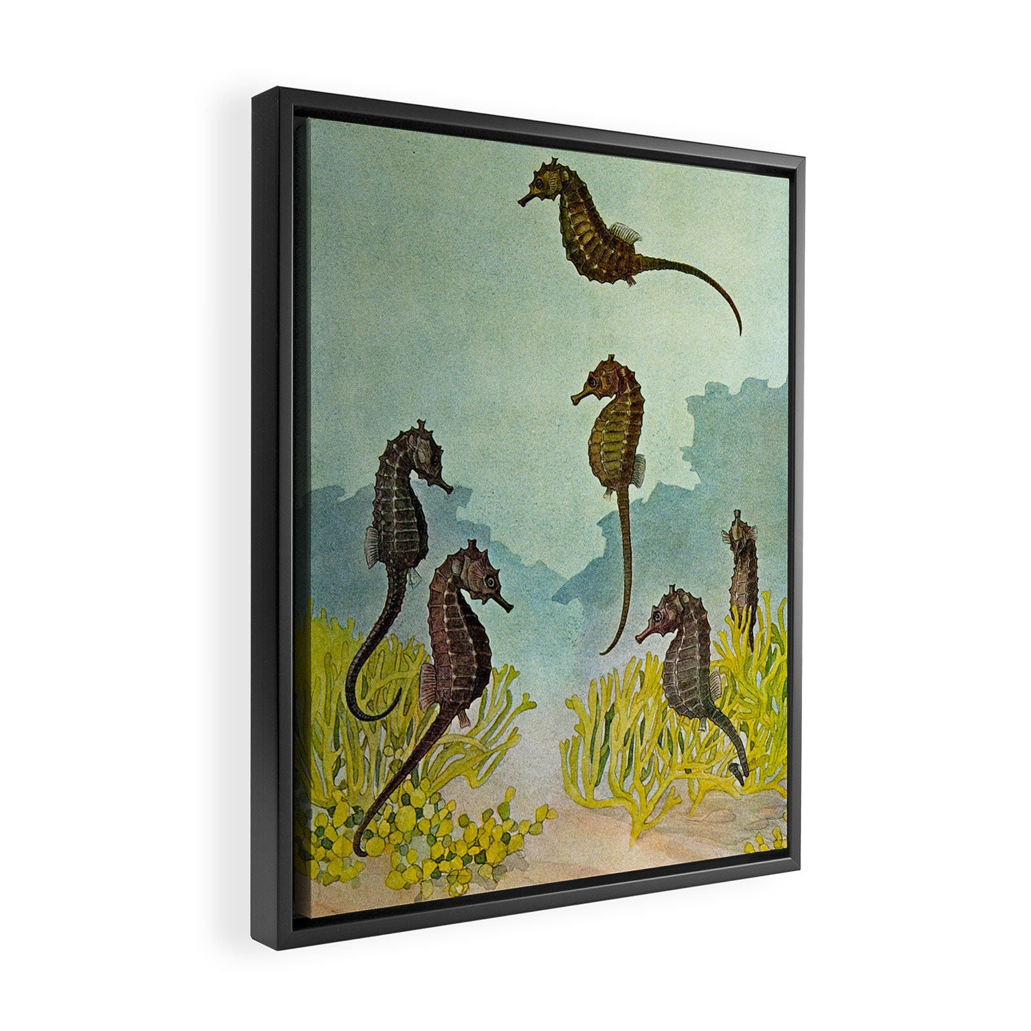 Hippocampus - Hashime Murayama - 1920 Seahorse Illustration Marine Life Framed Canvas Print Gallery Image 2