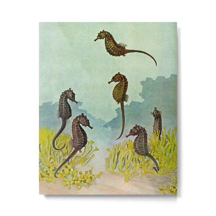 Hippocampus - Hashime Murayama - 1920 Seahorse Illustration Marine Life Metal Print Gallery Image 1