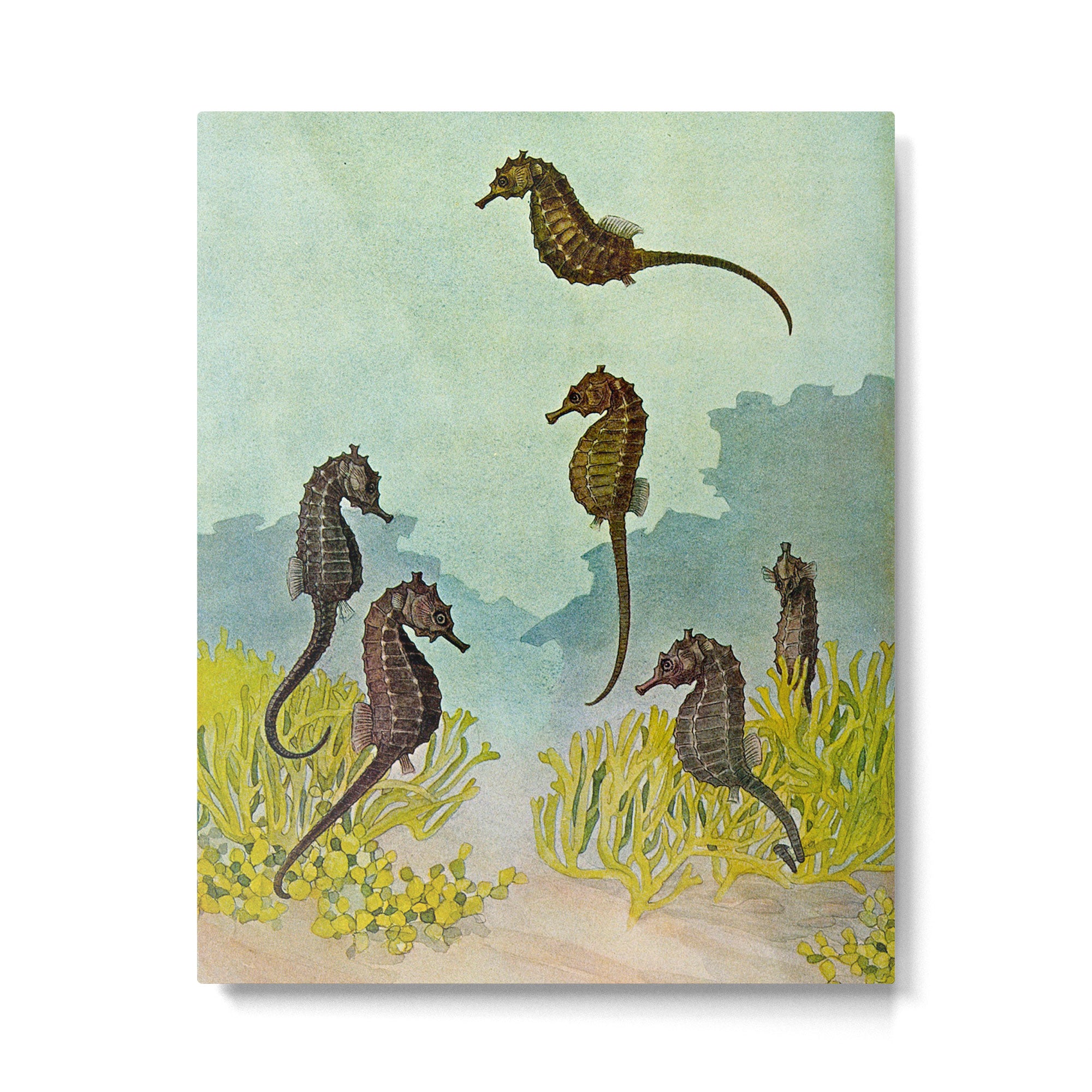 Hippocampus - Hashime Murayama - 1920 Seahorse Illustration Marine Life Metal Print Gallery Image 4