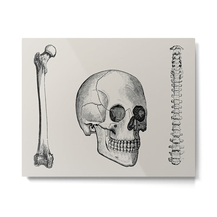Illustrated and priced catalogue of superior surgical instruments Skull Sapine Ink Illustration Metal Print Gallery Image 1