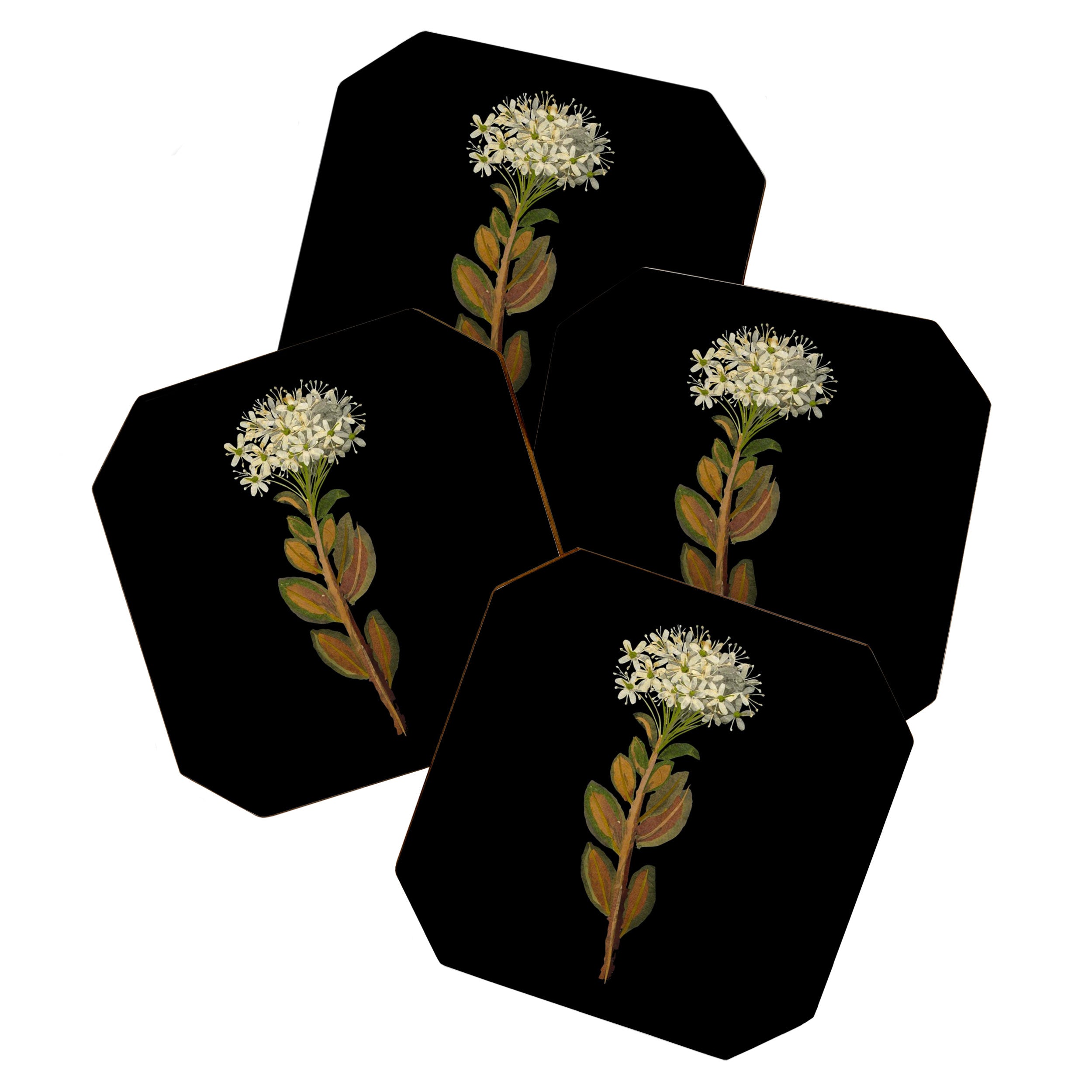 Ledum Latifolium by Mary Delany Paper Collage Floral Flower Botanical Paper Mosaic Vintage Scientific Plant Anatomy  Coaster Gallery Image 1