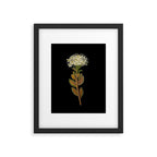 Ledum Latifolium by Mary Delany Paper Collage Floral Flower Botanical Paper Mosaic Vintage Scientific Plant Anatomy  Framed Art Print Gallery Image 5