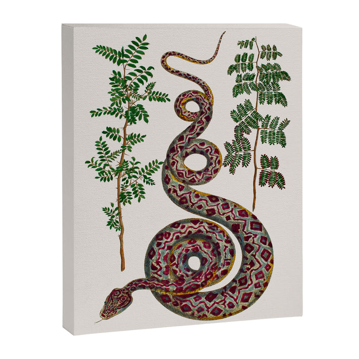 Mimosa Snake Seba Albertus Canvas Print Gallery Image 1
