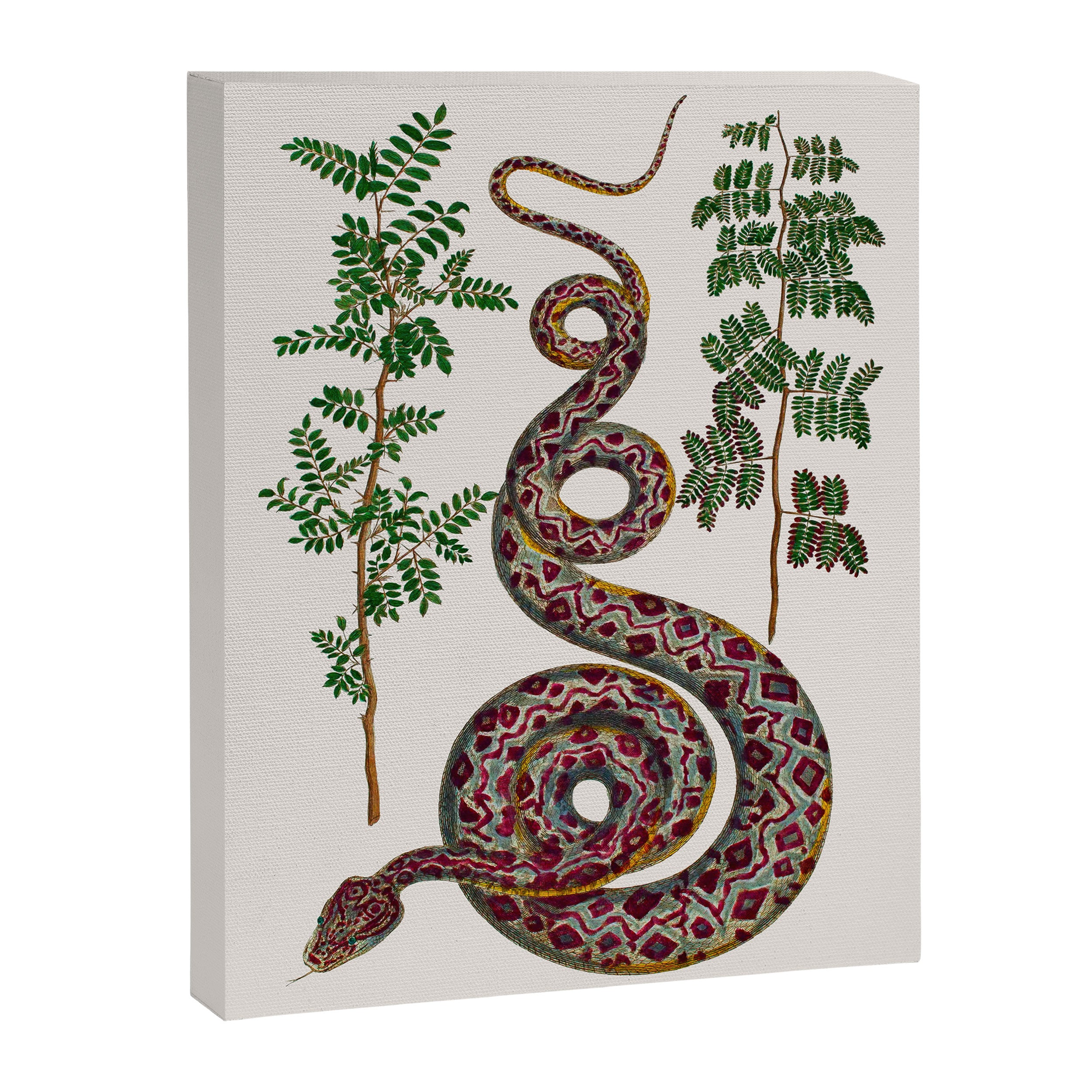 Mimosa Snake Seba Albertus Canvas Print Gallery Image 6
