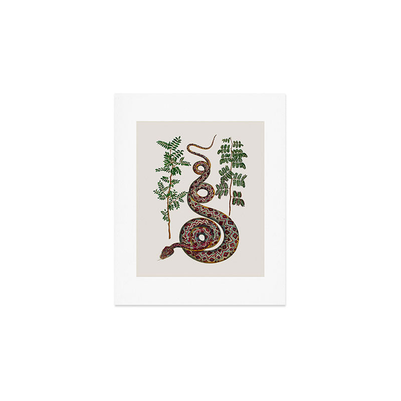 Mimosa Snake Seba Albertus Art Print Gallery Image 1