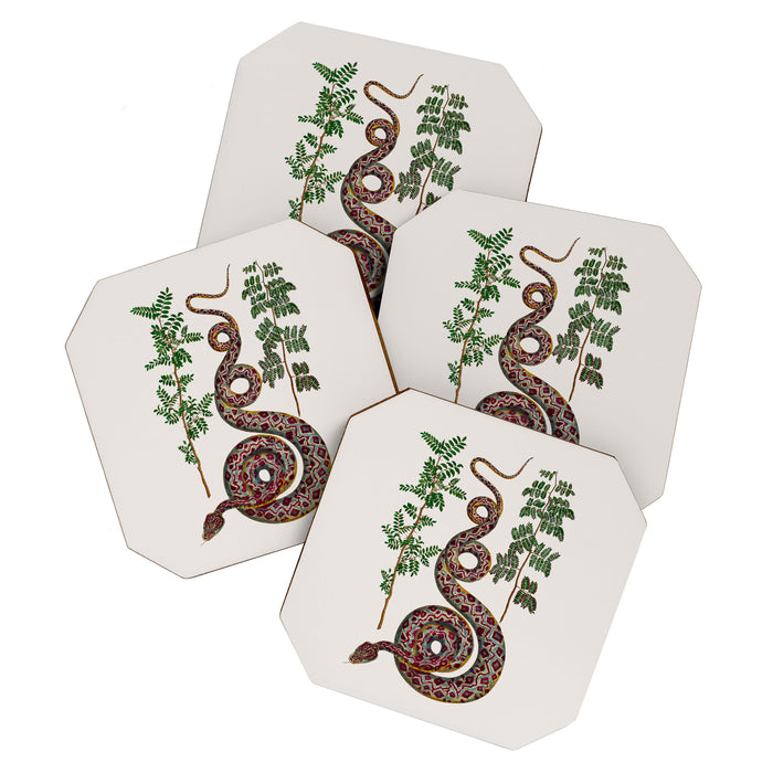 Mimosa Snake Seba Albertus Coaster Gallery Image 1
