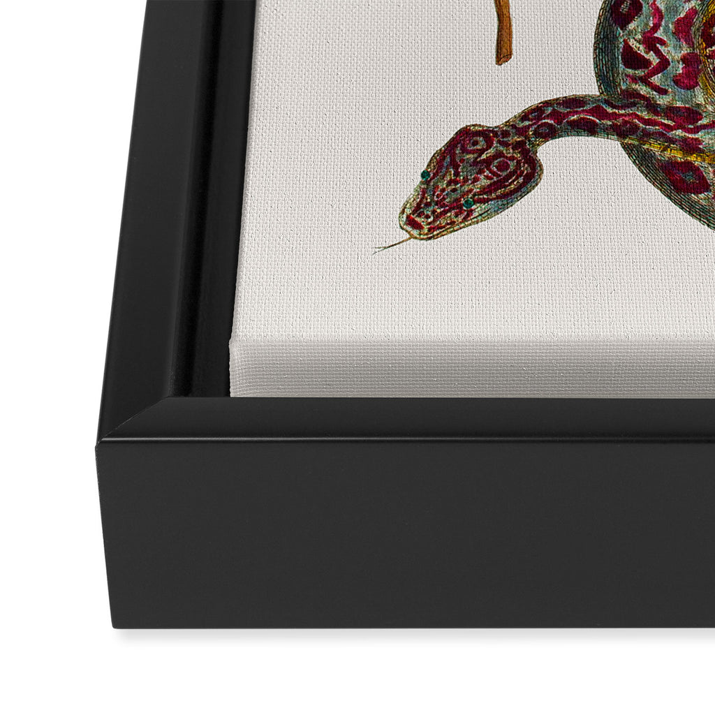 Mimosa Snake Seba Albertus Framed Canvas Print Gallery Image 3