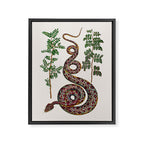 Mimosa Snake Seba Albertus Framed Canvas Print Gallery Image 6