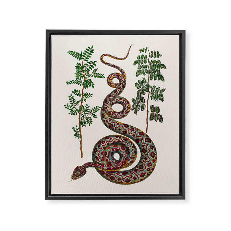 Mimosa Snake Seba Albertus Framed Canvas Print Gallery Image 6