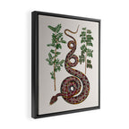 Mimosa Snake Seba Albertus Framed Canvas Print Gallery Image 2
